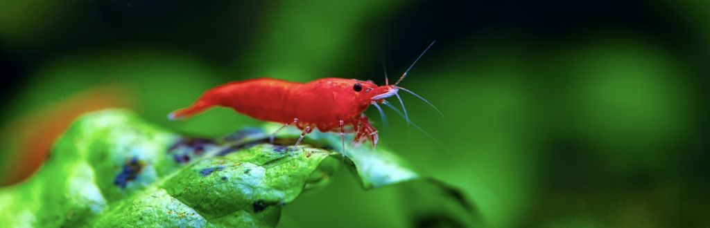 Installation d'aquarium eau douce