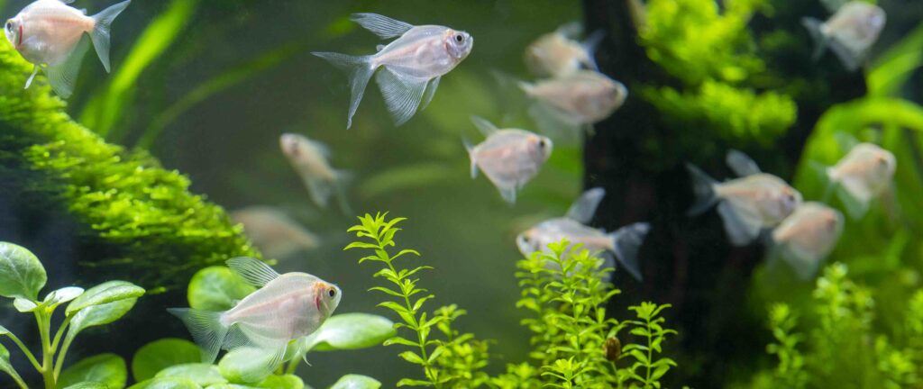 Entretien d'aquarium eau douce